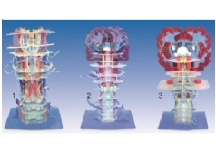 SYL/50011 透明腦幹內部結構及傳導模型